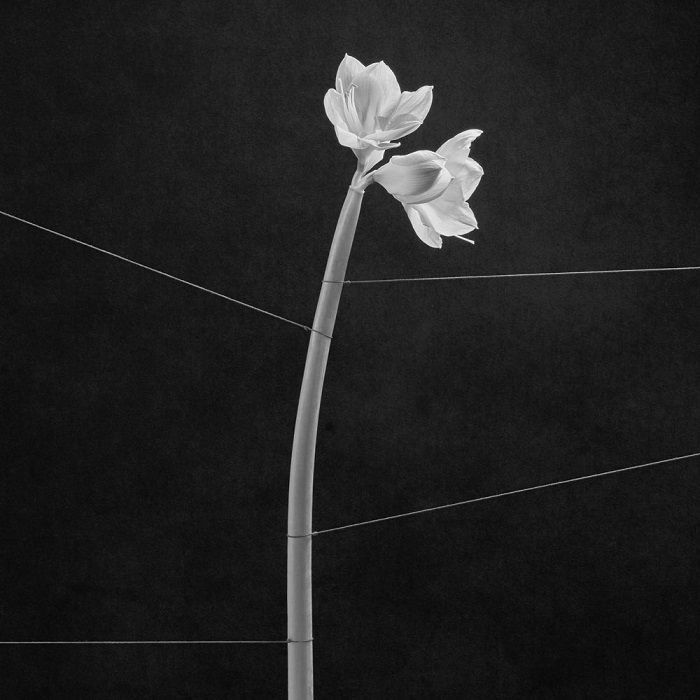 TRENTEMOLLER - Dreamweaver vinyl sleeve
