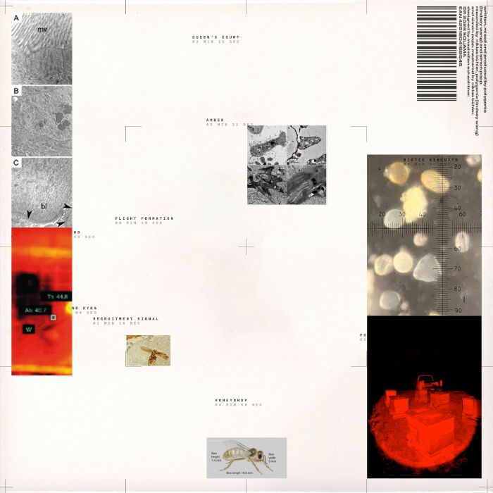 POLYGONIA/SIMON POPP - Apiformes vinyl sleeve